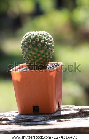 Close​ up​ small​ green​ cactus​ in​ small​ orange​ tree​ pot