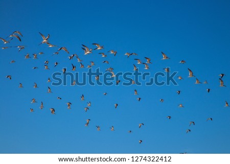 birds flying on the beach