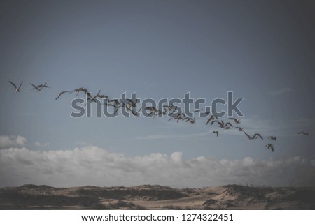 birds flying on the beach