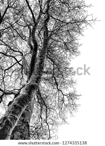 Line of tree isolated on white background.black and white picture.Layout of the tree..silhouette of tree.