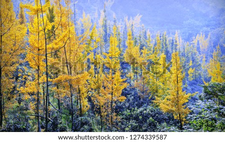 Beautiful forests in autumn