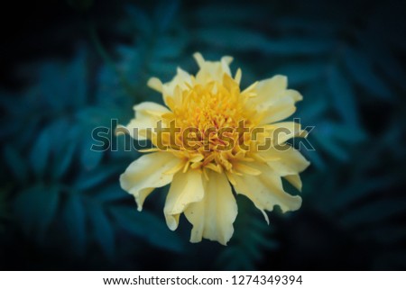Close up of marigold flower 