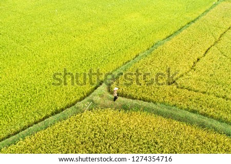 Golden rice fields look from above, combine harvesting ripe rice fields, trails winding through rice field stretchers, Mekong delta, Vietnam by top view, An Giang province,FlycamPro 