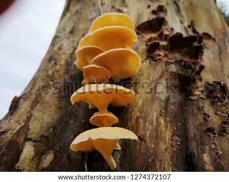 Wild mushrooms on stumps in the forest