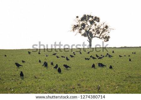 Crows in the field