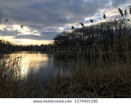 Dramatic Winter Pond with reflections and waterfowl.