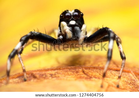 Super macro image of Jumping spider (Salticidae), High magnification, Good sharpen and detailed, eye and face very clear.This wildlife insect from asia thailand.