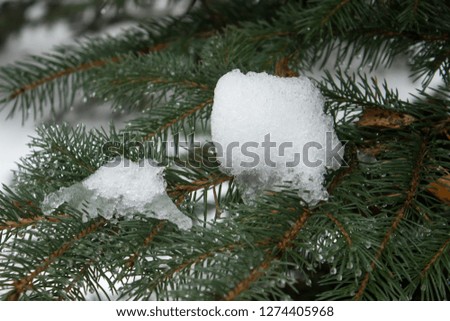 spruce branches under the snow