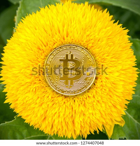 Bitcoin on a yellow flower