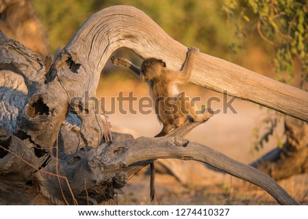 A baby baboon is exploring its surroundings