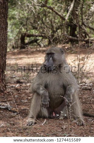CAPE BABOO SITTING NEXT TO TREE 