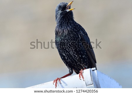 Portrait of a common starling (sturnus vulgaris) perching on a gutter
