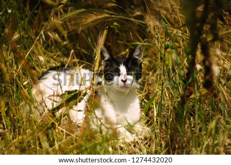 Black and white street stray kitten sits in the green grass.