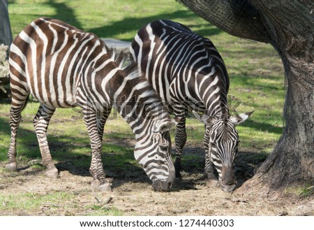 Duo of Zebras Eating Grass Near a Protected Tree Under  the Sun