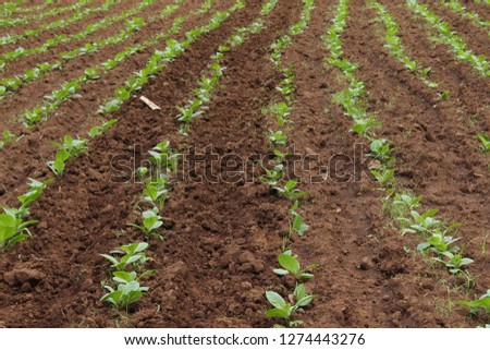 Freshly planted tobacco seedlings