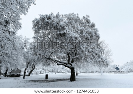 snowy park with trees