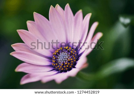 Macro closeup of blooming african cape daisy