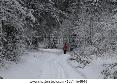 skiers on a walk in the winter forest. skiers ride in the snowy coniferous forest. photos of skiers in a beautiful winter forest.