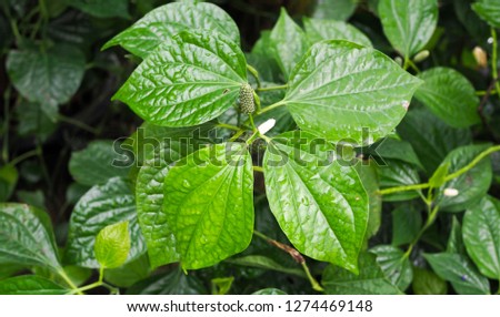 Piper sarmentosum Roxb. Green plants are medicinal herbs. Used as a sore throat remedy. And can make food and curry, Miang Kham Thai snacks.