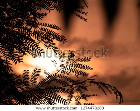 Trees and leaves on the background of the rising sun, the horizon shimmering gold.