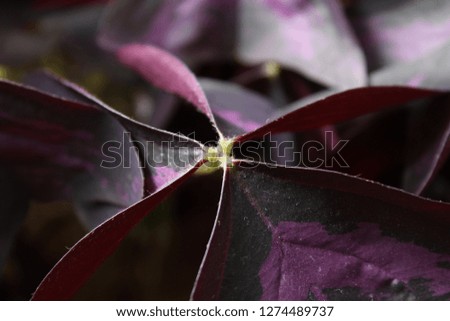 Oxalis beautiful cherry brown leaves. Flower Purple shamrock.