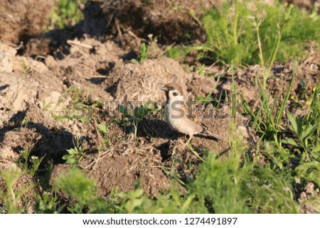 sparrow bird on freshly plowed field