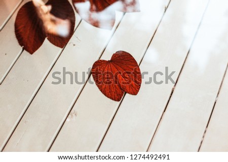 Red dry leaves adorning indoor table with empty space