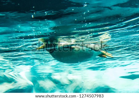 Penguin in water - penguin swimming underwater shot -