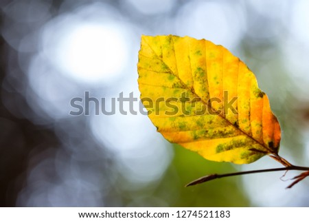Yellow orange beech leaf in autumn with back lit and bokeh