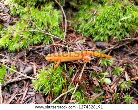 Orange salamander on the forest floor 