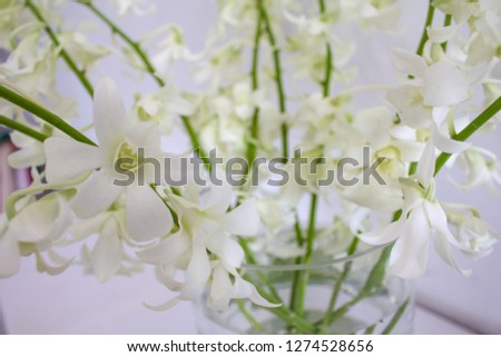 High-angle shot of white orchids