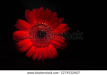 
Dark red gerbera isolated on black background copy space with place for text.