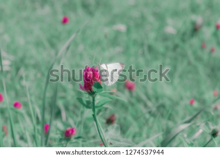 Small white cabbage butterfly on pink clover flower in summer garden. Pieris rapae butterfly in spring fields. Spring landscape with blooming meadow, pastel colors