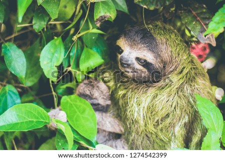 Slothful mom looks for food next to her baby in the Caribbean of Costa Rica