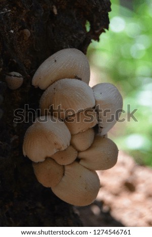 Wild mushrooms growing in abstract places