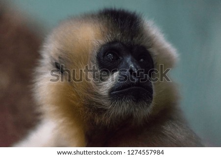 Close up on Pileated Gibbon
