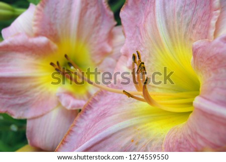 Pink lily flower in the garden. Garden lily of pink color with a yellow core. Macro photo. Background.
