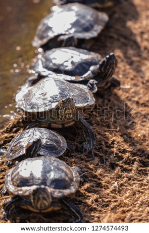Pond slider turtles resting near the water