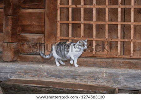Cute gray cat sitting on a wooden bench outdoors .A gray cat sits on a wooden bench near the house.Three-color beautiful cat.