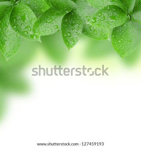 frame of green leaves with water drops