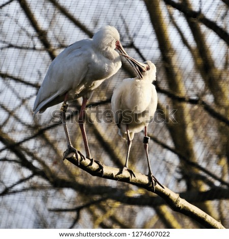 A picture of 2 Spoonbills