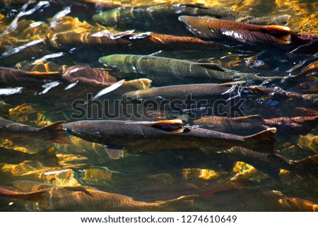 Multi-Colored, Coho, Sockeye, and Chinook Salmon, Issaquah Creek, Washington State Salmon in crowd going up river to spawn Royalty-Free Stock Photo #1274610649