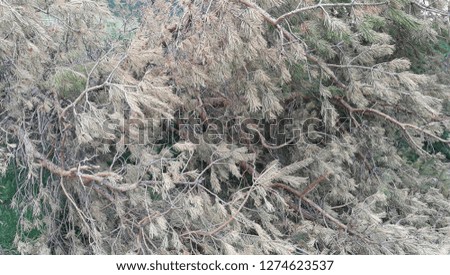 Fallen branches view