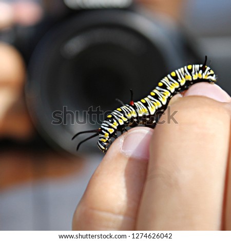 Colorful Plain tiger black and yellow caterpillar crawling on  human fingers and palm and camera lens held by hand of male photographer taking its picture (Danaus chrysippus chrysippus, African queen)