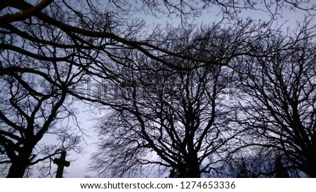 branches of trees intertwining under a night sky creating a dark and scary background with a cemetery cross in the background