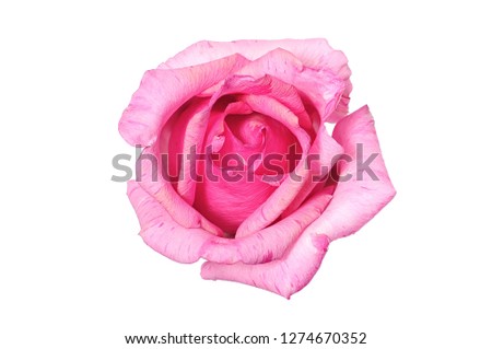 close up Light pink roses on white with clipping path.
