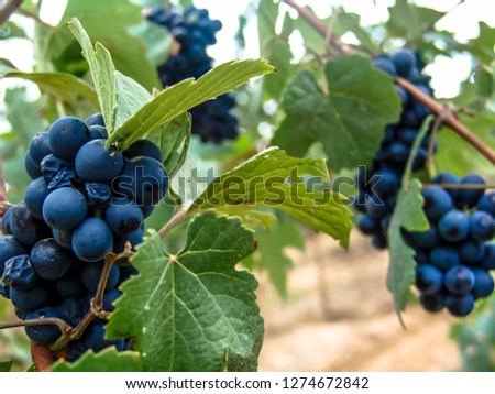 Close-up of bunches of ripe red wine grapes on vine with selective focus in São Francisco River Valley in southeast of Brazil