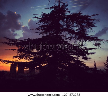 silhouette of a tree overseeing the sunset of Beirut, Lebanon. Relaxing photo with much details.