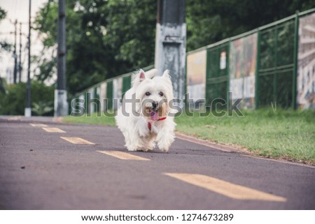 Westie Terrier walking on the street