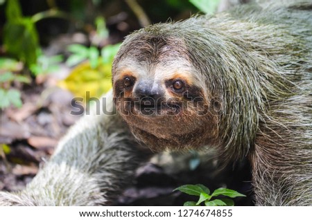Sloth - Costa Rica - Wild - Jungle - Rainforest 